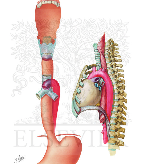 Watermarked preview of unlabeled image: Topographic Relationships, Contours and Normal Construction of Esophagus (Continued): Topography and Constrictions of Espophagus