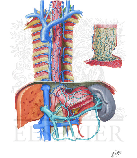 Venous Drainage of Esophagus