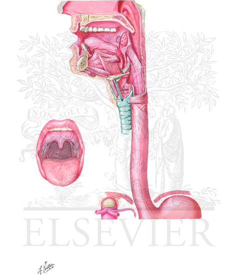 Watermarked preview of unlabeled image: Neuroregulation of Deglutition