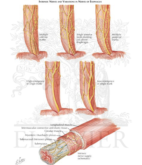 Innervation of Esophagus (Continued): Intrinsic Nerves and Variations In Nerves of Esophagus