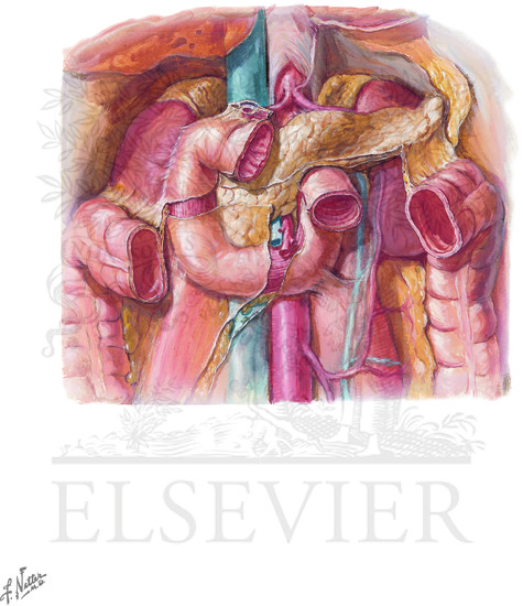 Anatomy and Relations of Duodenum