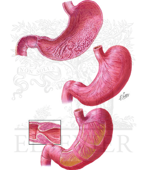 Musculature of Stomach