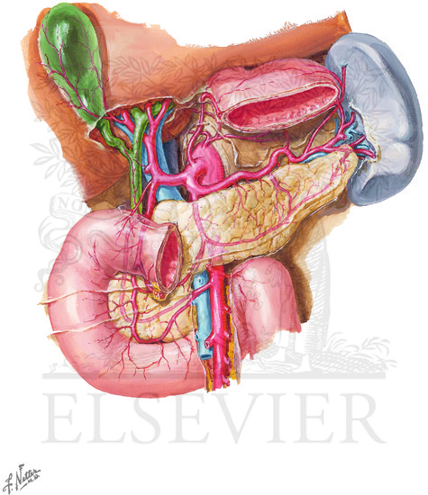 Watermarked preview of unlabeled image: Blood Supply of Stomach and Duodenum (Continued): Arteries of Liver, Pancreas, Duodenum, and Spleen