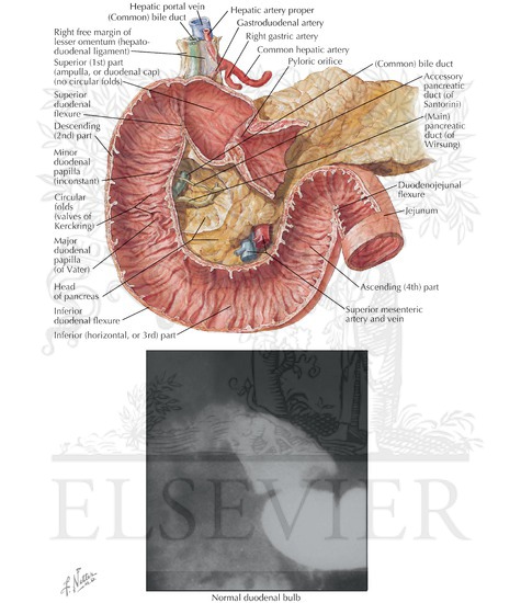 Welcome To Netter Images