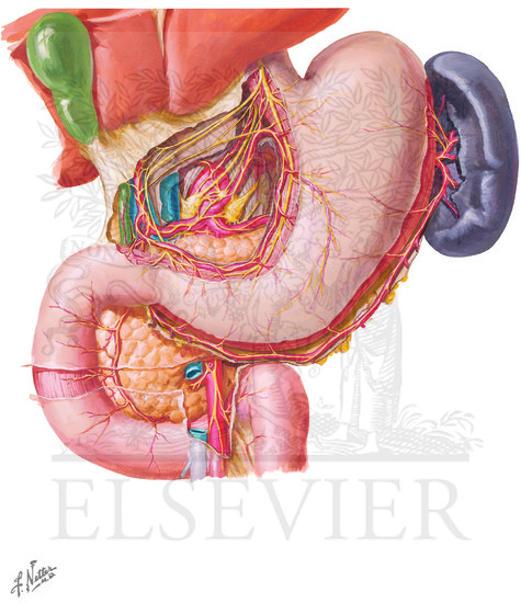 Innervation of Stomach and Duodenum: Autonomic Innervation of Stomach and Duodenum