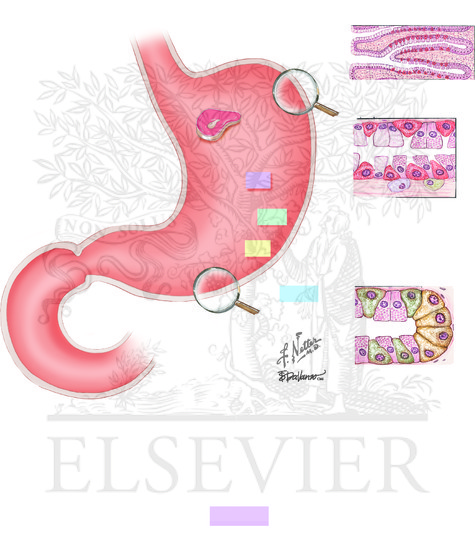Mechanism of Gastric Acid Secretion