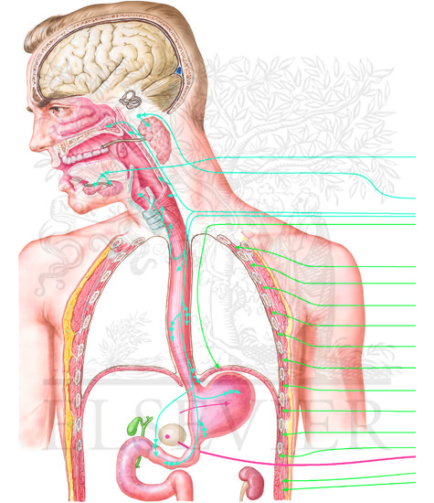 Watermarked preview of unlabeled image: Nausea and Vomiting