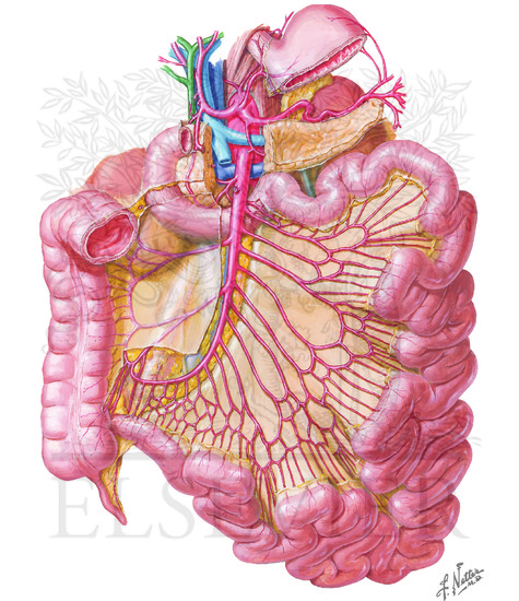 Blood Supply of Small and Large Intestines: Arteries of Small Intestine
