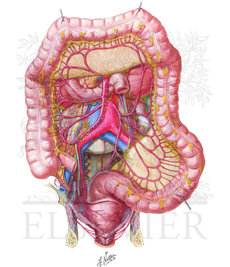 Blood Supply of Small and Large Intestines: (CONTINUED): Arteries of Large Intestine