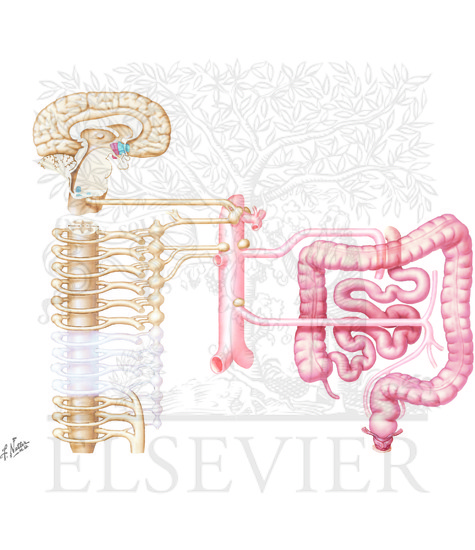 Watermarked preview of unlabeled image: Innervation of Small and Large Intestines: (CONTINUED): Autonomic Innervation of Small and Large Intestines: Schema 