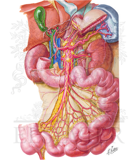 Watermarked preview of unlabeled image: Innervation of Small and Large Intestines: (CONTINUED): Autonomic Innervation of Small Intestine
