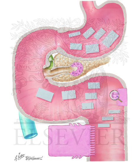 Secretory, Digestive and Absorptive Functions of Small and Large Intestines: (CONTINUED): Digestion of Carbohydrates 