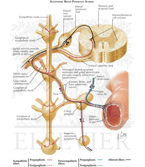 Watermarked preview of labeled image: Innervation of Small and Large Intestines: Autonomic Reflex Pathways: Schema