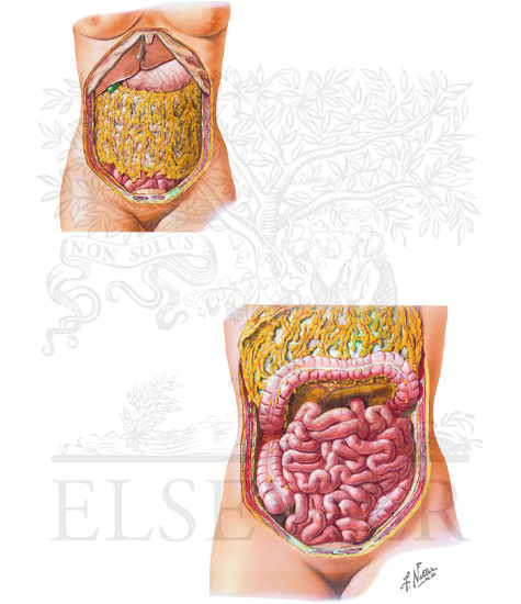 Watermarked preview of unlabeled image: Topography and Relations of Small Bowel