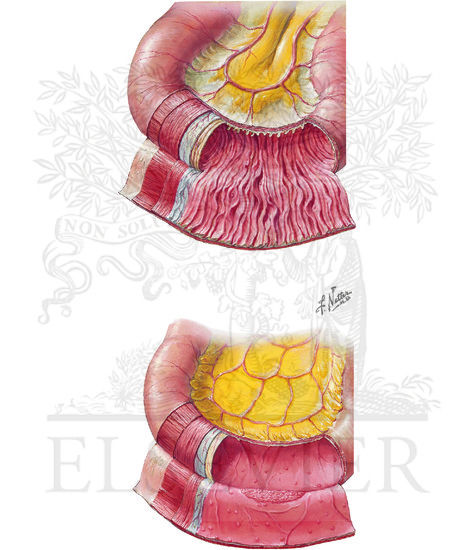Watermarked preview of unlabeled image: Structure of Small Intestine: Mucosa and Musculature of Duodenum