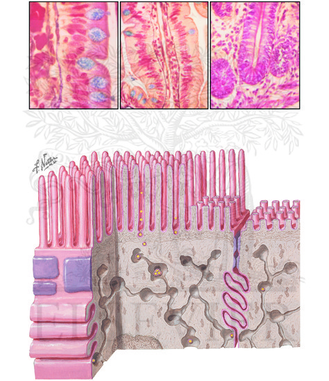 Watermarked preview of unlabeled image: Structure of Small Intestine (Continued): Epithelium of the Small Intestine