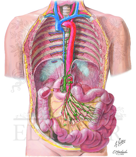 Watermarked preview of unlabeled image: Lymph Drainage of Small Intestine