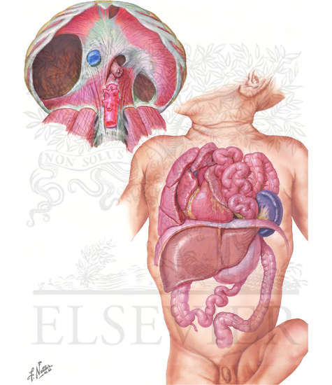 Diaphragmatic Hernia: Sites of Diaphragmatic Hernias and Herniation of Abdominal Viscera
