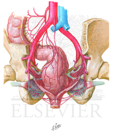 Watermarked preview of unlabeled image: Blood Supply of the Large Intestine (Continued): Arteries of Rectum and Anal Canal: Male