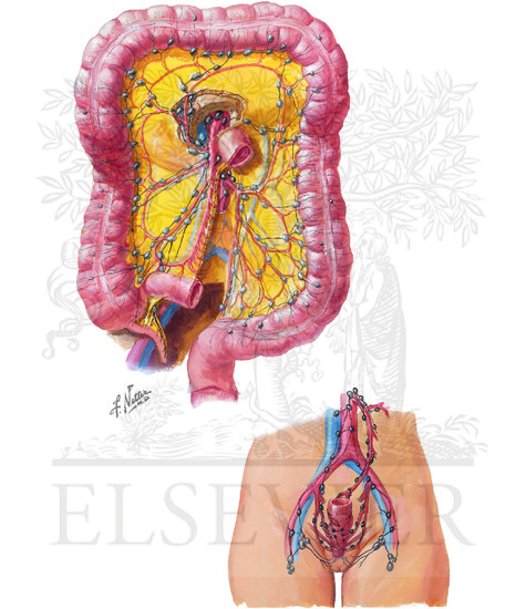 Watermarked preview of unlabeled image: Lymph Drainage of Large Intestine
