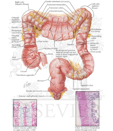 Structure of Colon