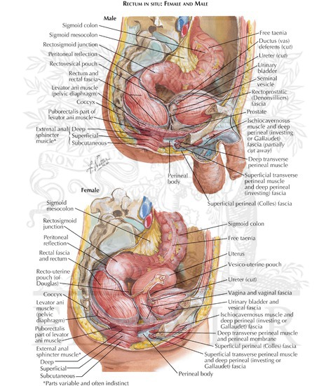 Rectum and Anal Canal: Rectum In Situ: Female and Male