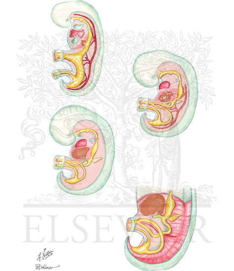 Development of the Liver