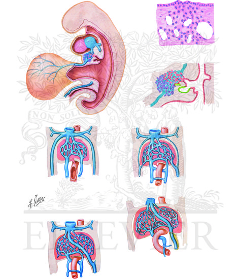 Development of Liver and its Venous System