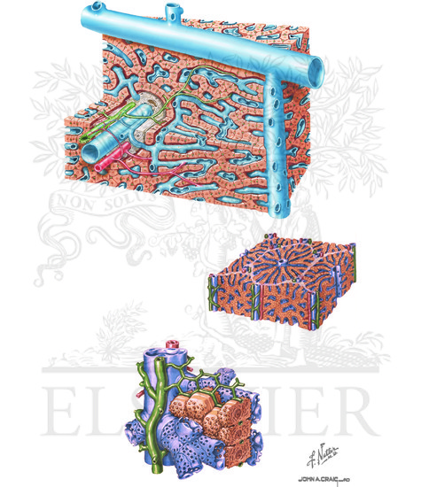 Watermarked preview of unlabeled image: Intrahepatic Structures: Liver Structure: Schema