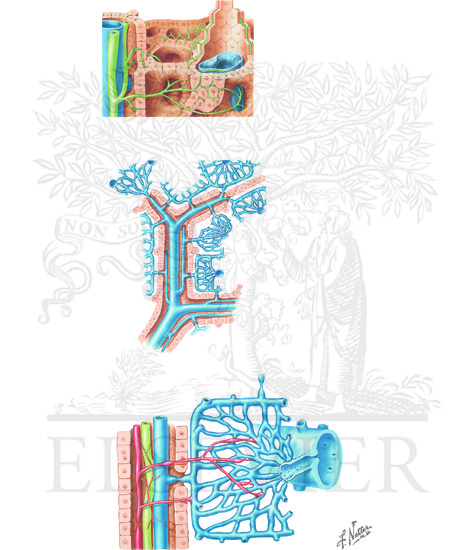 Watermarked preview of unlabeled image: Intrahepatic Structures: Intrahepatic Vascular System