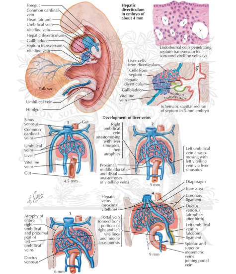 Development of Liver and its Venous System