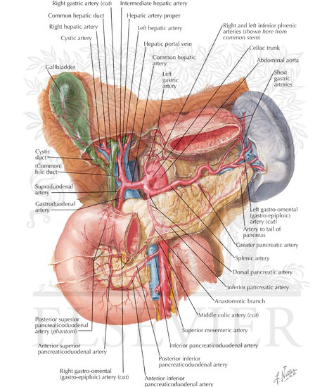 Arterial Blood Supply of Liver, Biliary System and Pancreas