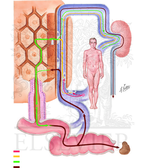 Bilirubin and Bile Acid Metabolism: Normal Formation and Circulation of Bile Pigment