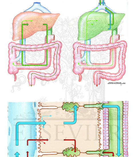 Bilirubin and Bile Acid Metabolism (Continued): Bile Acid Circulation and Metabolism: Enterohepatic Circulation and Cellular Mechanisms of Metabolism