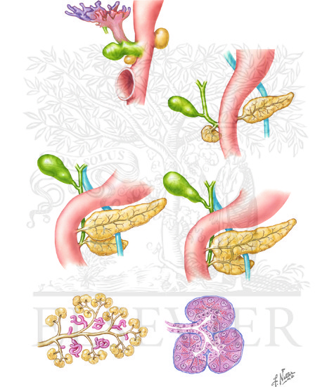 Watermarked preview of unlabeled image: Development of Pancreas