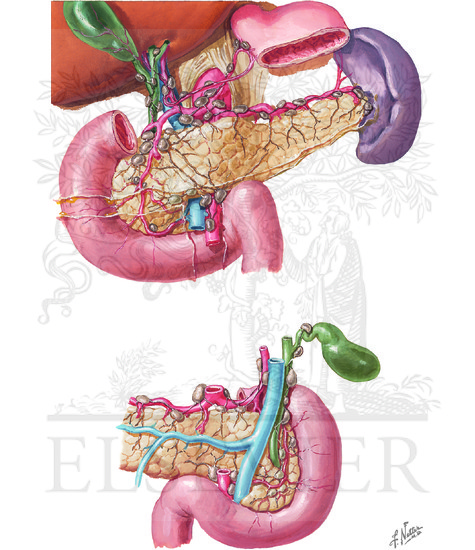 Lymphatic Drainage of Pancreas