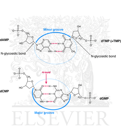 Hydrogen bonding between complementary bases