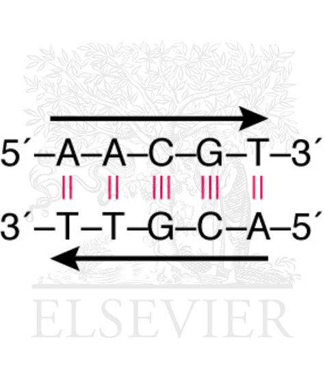 Basic structure of double-stranded DNA
