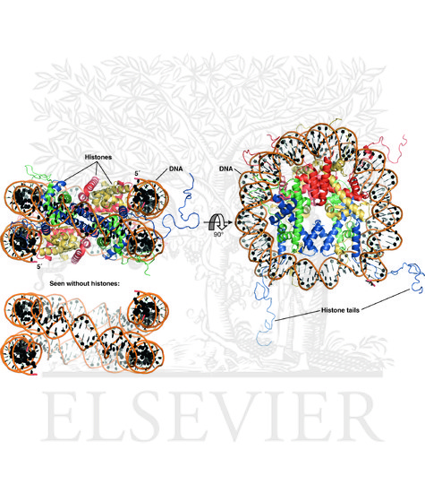 Watermarked preview of unlabeled image: Packing of DNA into a nucleosome core particle in the nucleus