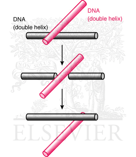 Watermarked preview of unlabeled image: Reaction catalyzed by topoisomerase II