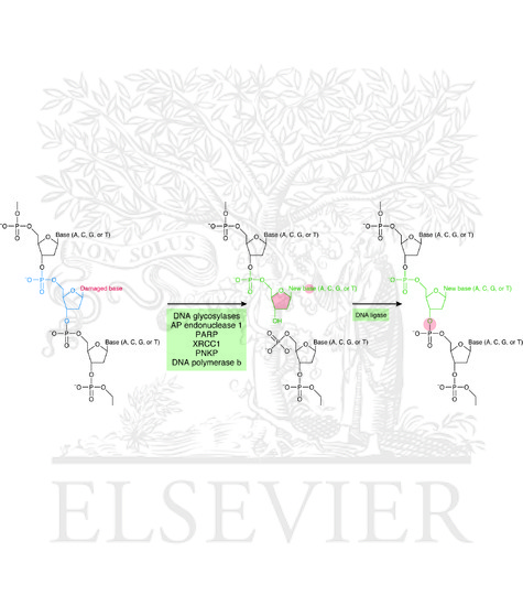 Watermarked preview of unlabeled image: The short-patch base-excision repair pathway