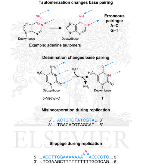 Watermarked preview of unlabeled image: Causes of base mismatches that are repaired by the mismatch repair pathway