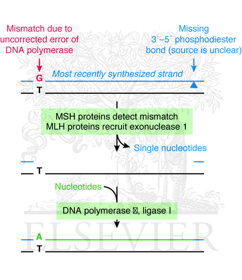 Watermarked preview of unlabeled image: DNA mismatch repair