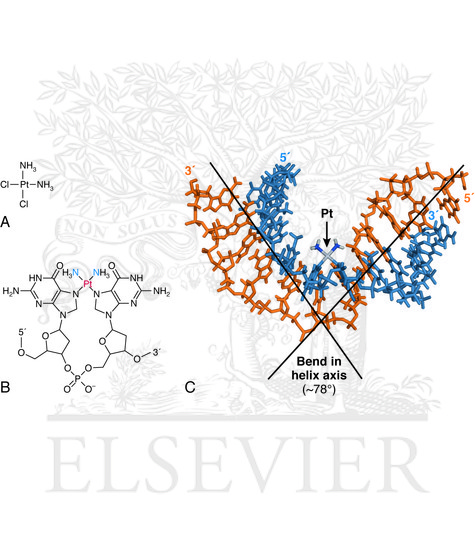 Watermarked preview of unlabeled image: Cisplatin-induced intrastrand crosslinking between two adjacent guanine bases