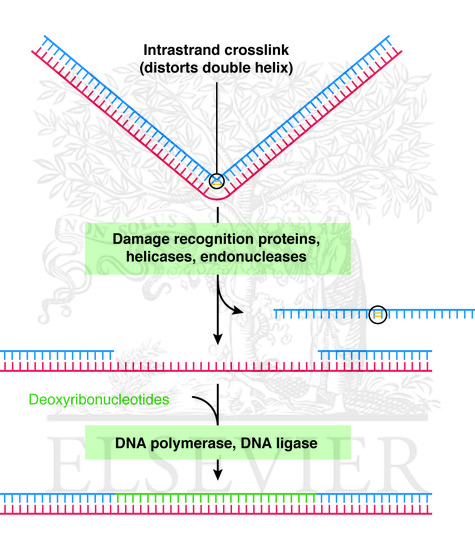 Nucleotide excision repair of intrastrand crosslinks