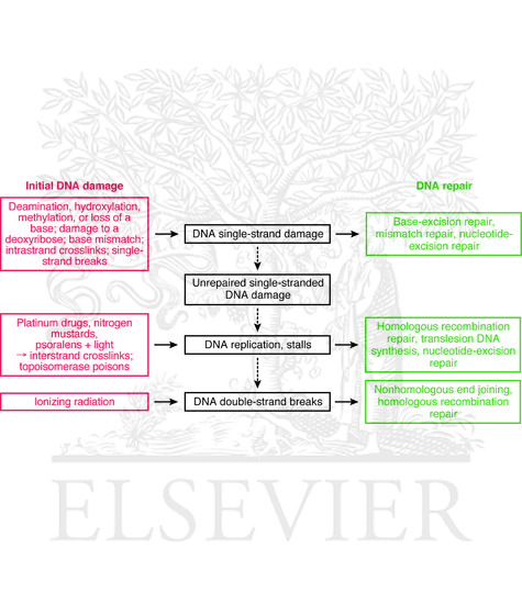Watermarked preview of unlabeled image: Overview of DNA repair pathways