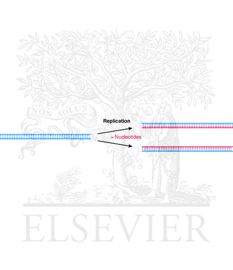DNA replication is semi-conservative