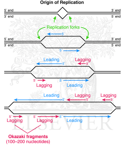 Replication forks during DNA replication