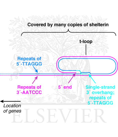 Watermarked preview of unlabeled image: Structure of a telomere
