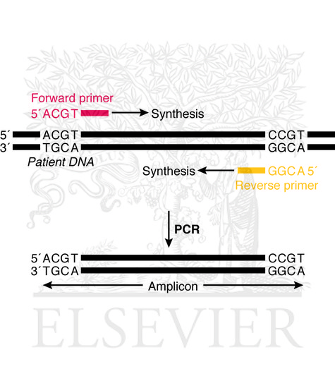 Watermarked preview of unlabeled image: Primer-directed in vitro DNA synthesis